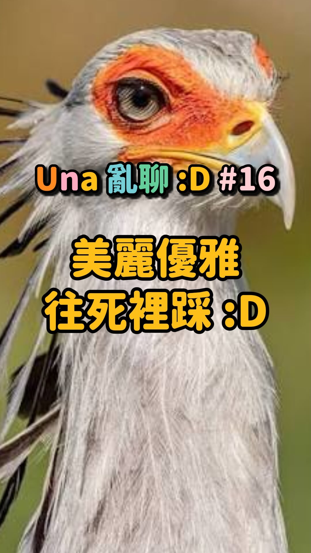 這是我最近在國家地理雜誌 (@natgeo.media) 出的《國家地理終極捕食動物百科》看到的,以前看到這隻鳥鳥時,只覺得美艷得誇張,殊不知人家不只好看,還強悍到爆🥹✨✨✨!!!
看起來超不屑又強悍的狩獵,管你是誰都滾出我的領地,反差可愛的求偶舞,愛你就愛一輩子,夫妻還會共同狩獵育兒,真是愛死這種美麗強大又溫柔的設定🥹🧡✨✨
#una亂聊 #冷知識 #鳥 #美麗 #科普 縮圖
