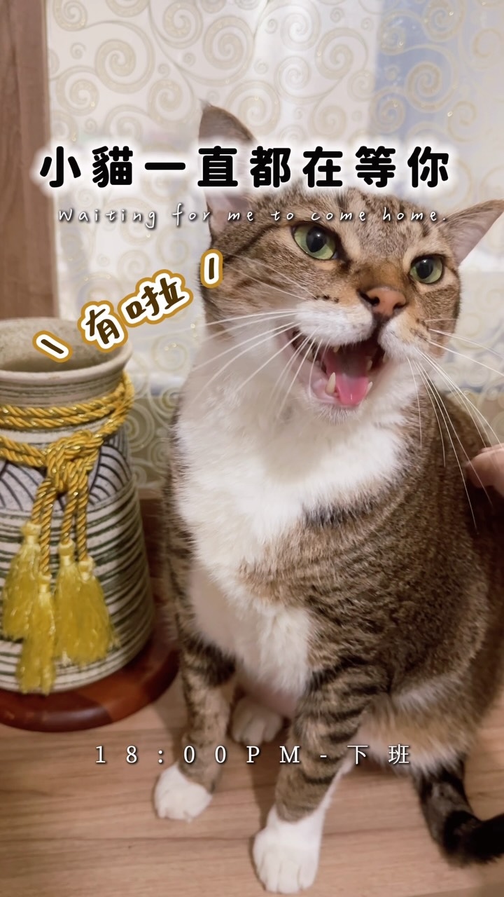 想到 66 在家等我回來，禮拜一特別想立刻回家🥹

#我是66 #貓咪日常 #米克斯 #虎斑貓 縮圖