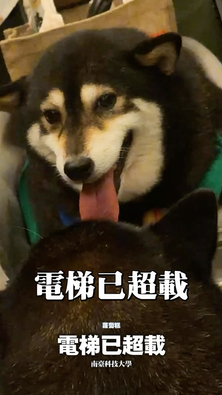 誰啦！ 🤣 @fatfatgod 

#時刻影像工作室 #柴犬七仙女 #南臺科技大學 #蘿蔔糕 #炎夏漫活創意說畫 縮圖