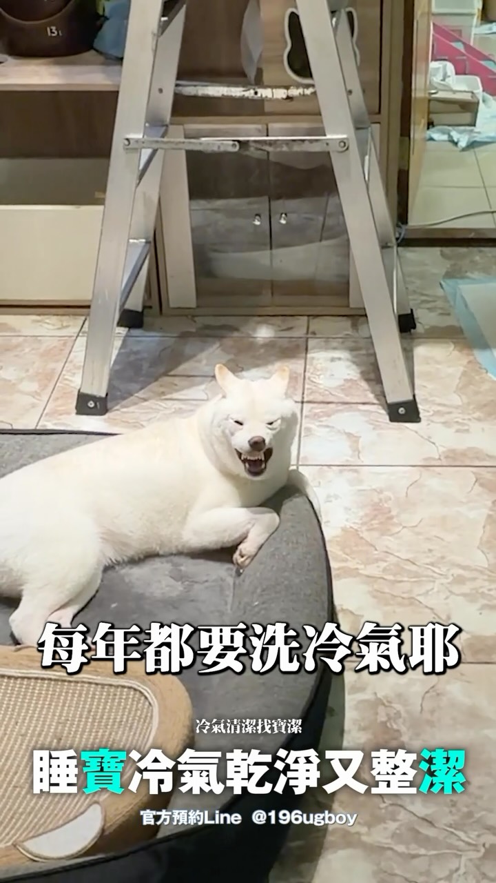 冷氣交給寶潔，大冰奶負責？ @bau_jie2020 

冷氣清潔找寶潔，是清潔的潔喔💙

💡服務項目：
冷氣｜洗衣機｜除塵蟎｜通水管｜通馬桶
💡服務範圍 🚗：新竹以北
💡官方預約Line🔗 @196ugboy
💡聯絡電話：0982597497

#時刻影像工作室 #柴犬七仙女 #冷氣清潔 #寶潔 #寶潔專項清潔 縮圖