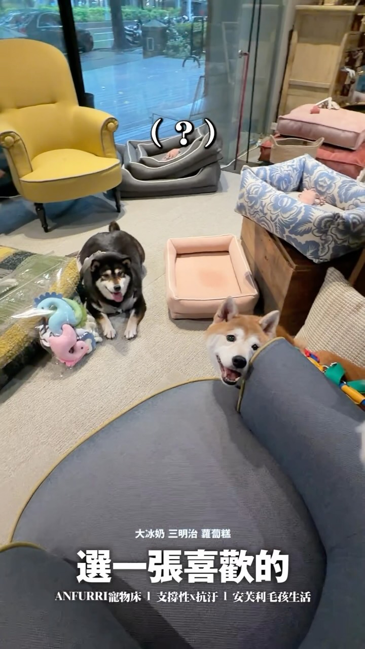 @anfurri_andari 根本是三明治天堂🤣

Comfy for Them. Easy for You.
🛏️ 抗汙好清抑菌× 舒適支撐護脊 × 風格機能設計
🏠 40 年布料專業｜🇧🇪FibreGuard ｜
台北、台中、台南、高雄試躺

安芙利床組系列的舒適與支撐性躺過就知道。
來店試躺玩耍
台北：敦化南路一段88號
台中：五權西六街52號
台南：東區崇善路25巷122號
高雄：苓雅區永定街60號

#安芙利 #Anfurri #柴犬七仙女 #時刻影像工作室 縮圖