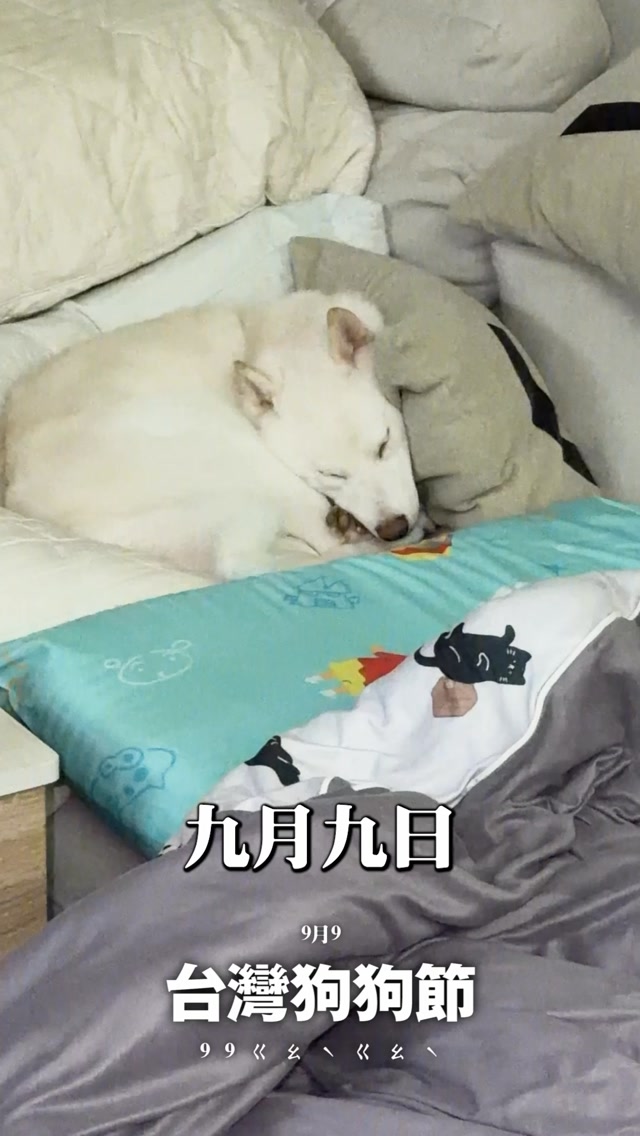 今天應該是累的跟狗跟單身狗的放假日吧🤣 @fatfatgod 

#時刻影像工作室 #柴犬七仙女 #大冰奶 #三明治 #台灣狗狗日 縮圖