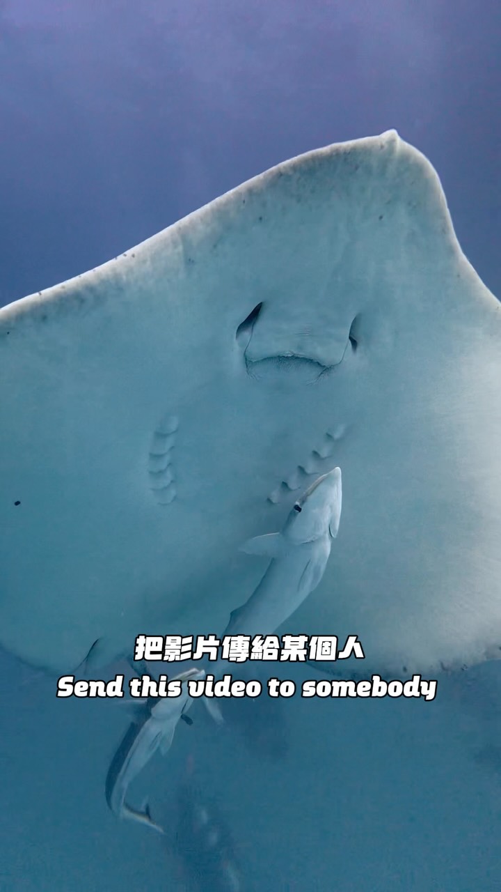 就想讓你看看魟魟、鯊鯊跟龜龜^^ 縮圖