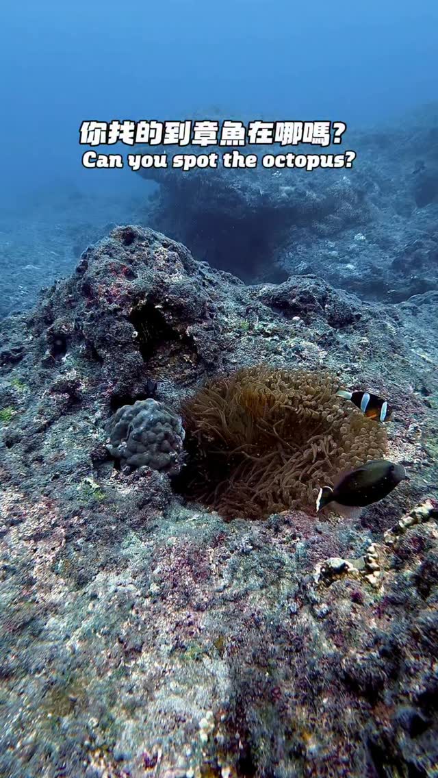 考考你的眼力👀 有80%以上的人找不到章魚🐙
.
你有找到嗎？
^^ 縮圖