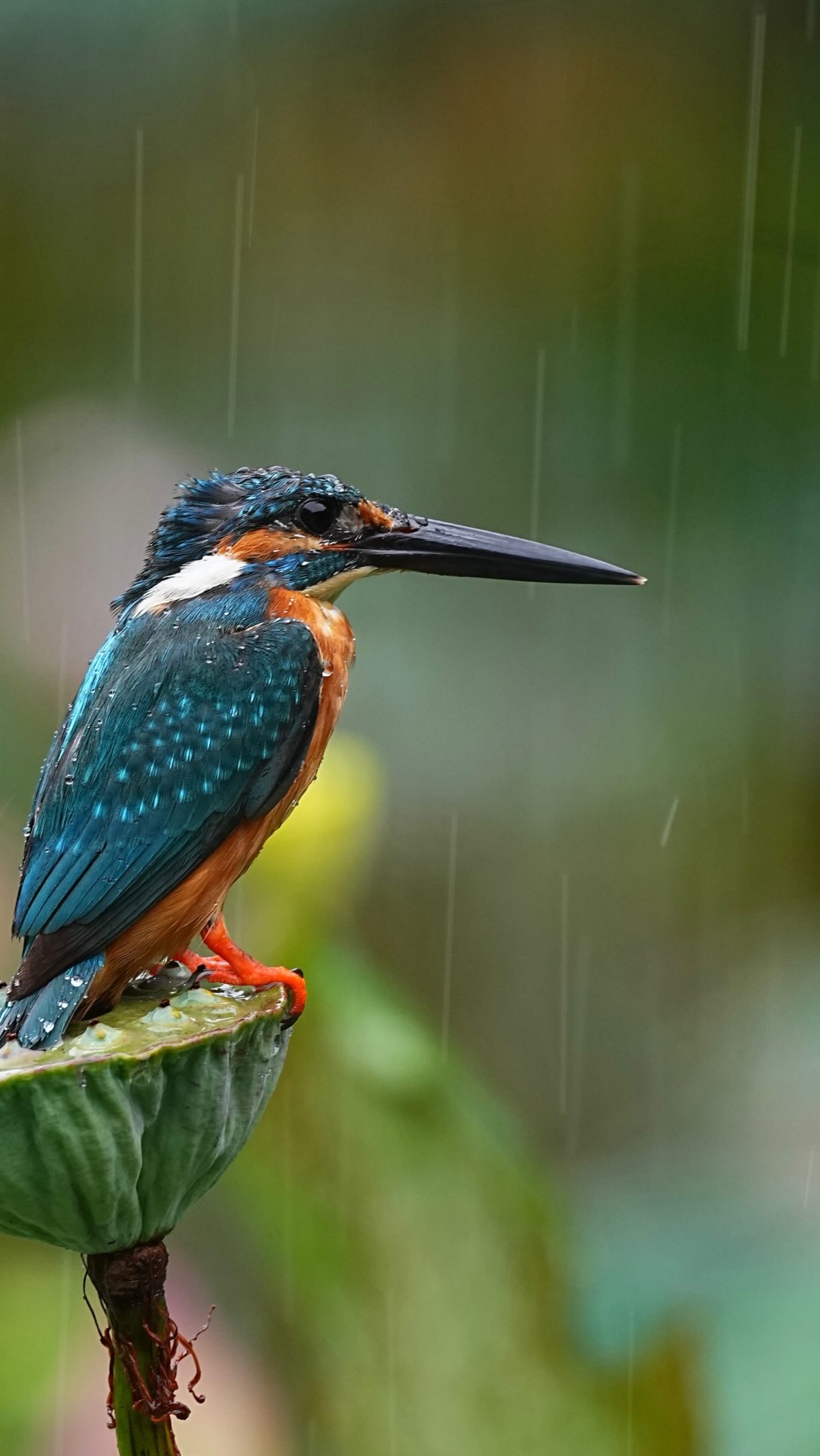 Jewels 💎 of the forest don’t mind the heavy storm ☔️ 🌺
風雨中的優雅，只為了下一秒的凌空翱翔🐧💦 縮圖