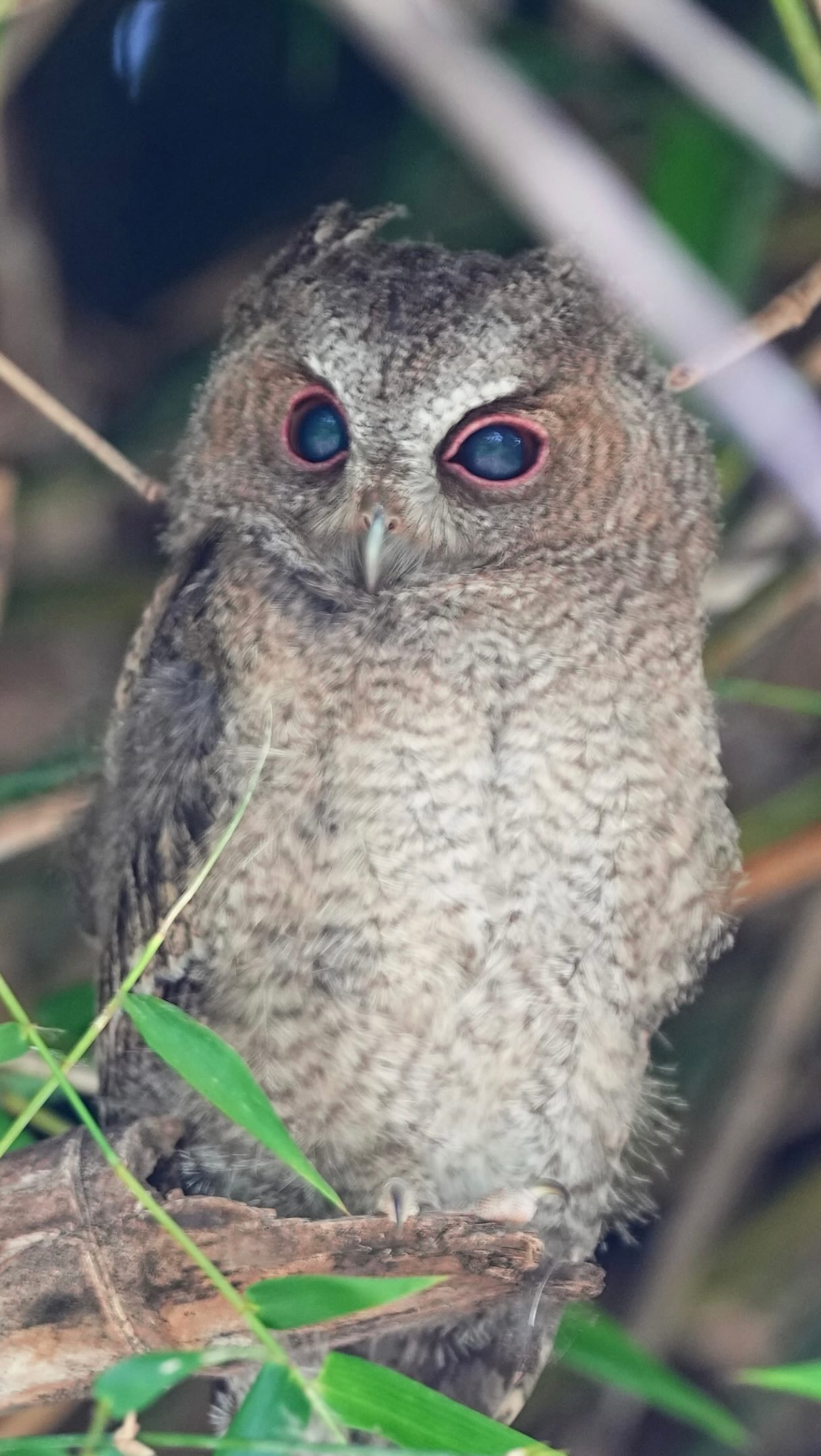 Slowing sliding into nap 😴 mode…3,2,1, gone🐣🌺
這就是傳說中領角鴞寶寶開啓的省電模式吧🦉🌷 縮圖