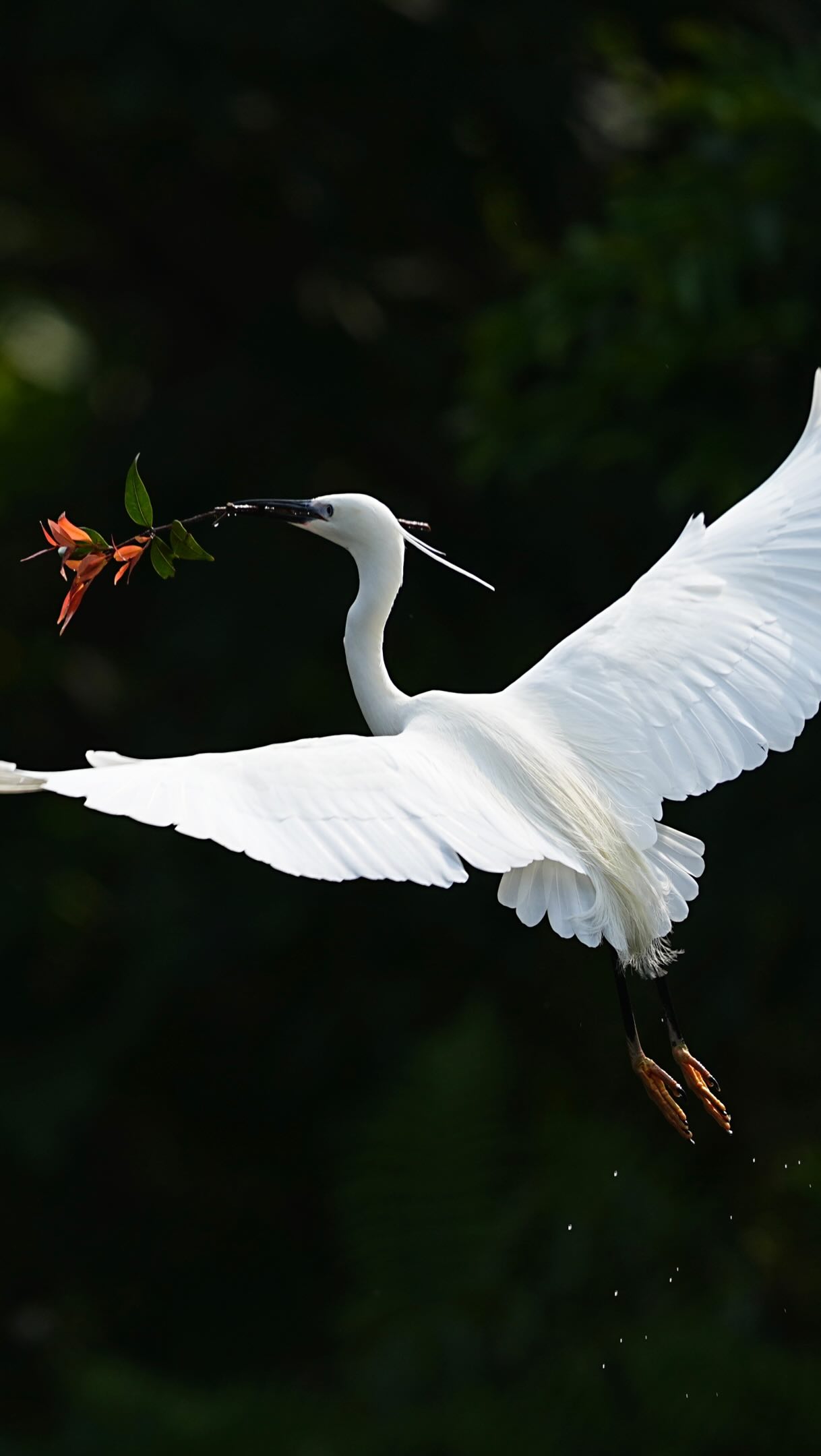This egret is not just fishing; he’s on a date mission, Surprising his girlfriend with flowers 💐 🎉
這隻白鷺不只懂捉魚、更懂如何泡女神👸、準備獻花給女朋友🎊🌺 縮圖