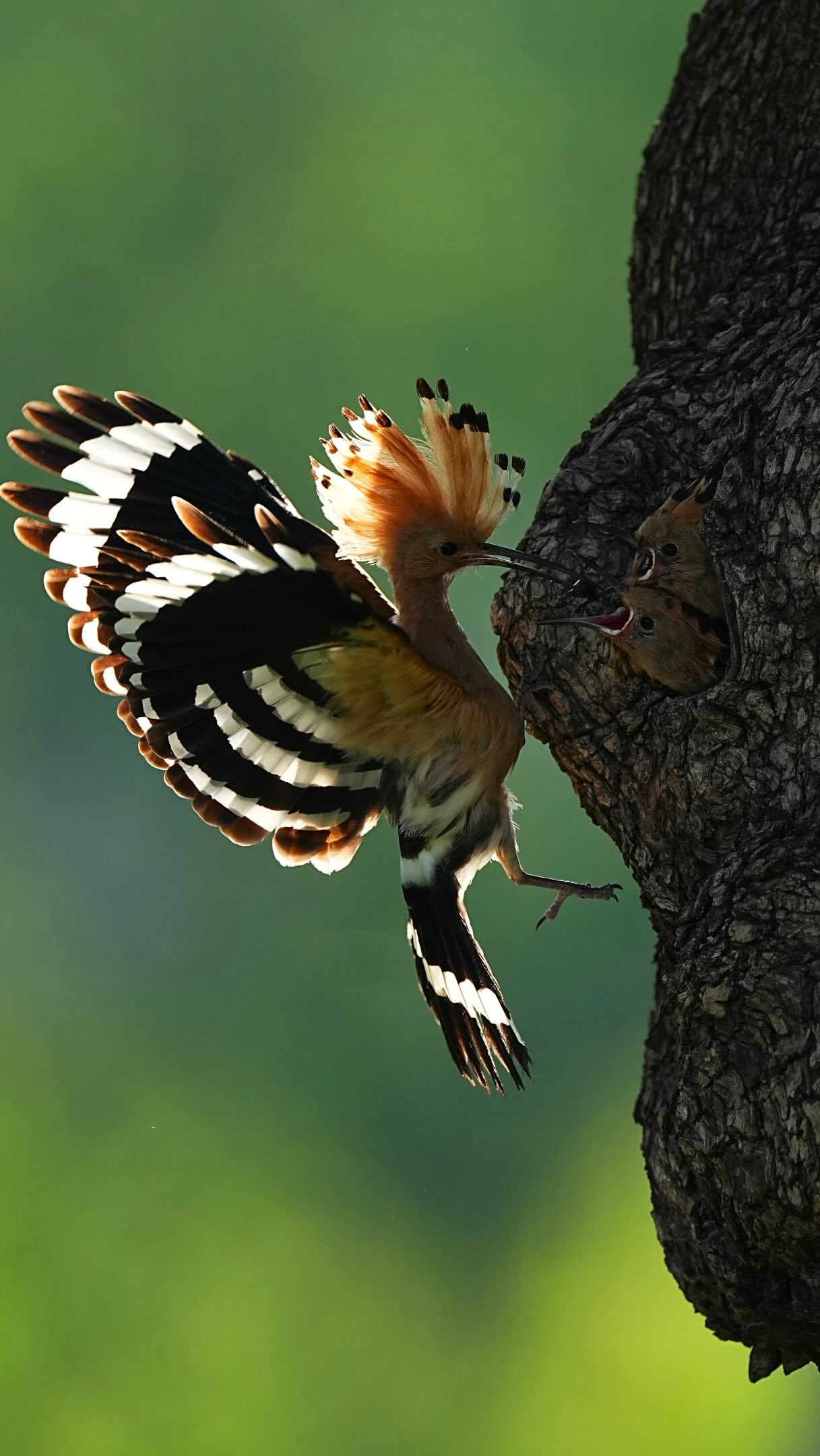 The most majestic butterfly 🦋 wings you’ve ever seen🪲🌷
翩翩起舞宛如蝴蝶🦋、精準餵食宛如導彈🐛🐞 縮圖