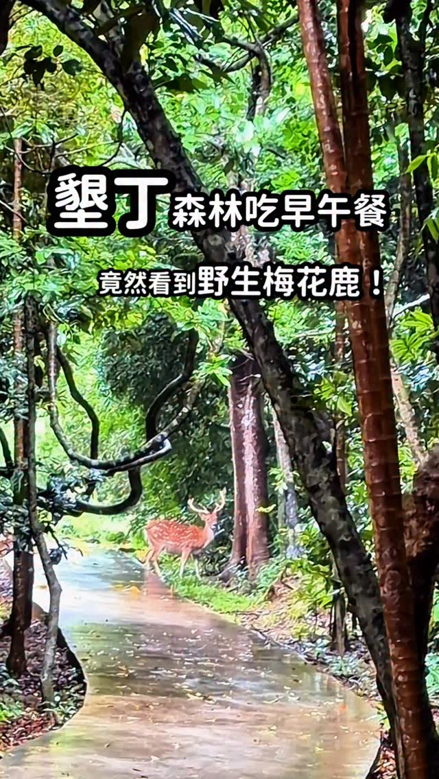 |墾丁國家森林公園|#親子景點
好不容易安排了3天來墾丁
也是我們母子第一次自己來~
結果⋯大雨下不停,以為颱風來了😂
訂了墾丁最美森林早午餐
無畏風雨還是前往了⋯
意外遇見野生梅花鹿
沒想到事隔20年後再來
會讓我這麼驚艷
太驚喜了
其實還有其它動物喔
真的可以來
#墾丁景點#親子旅遊#墾丁國家公園 #梅花鹿 縮圖
