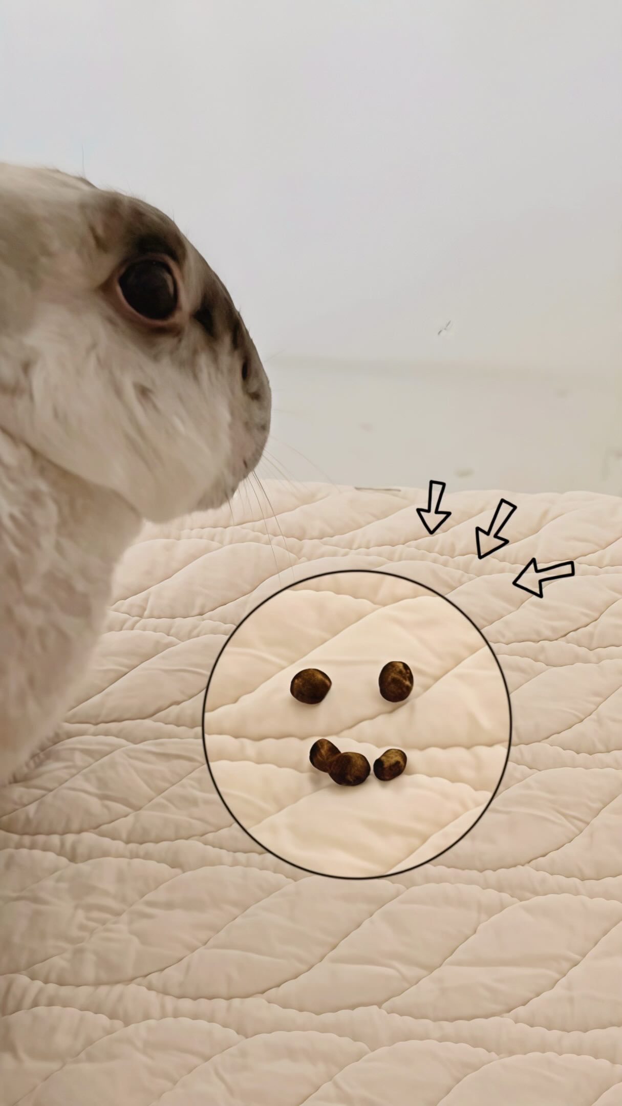 這則留言…好像有味道💩哈哈哈哈🤣
早上睡醒發現小摳留言給我!
是一個燦爛笑臉😊😆
看到忍不住笑出來哈哈哈哈
看來今天的小摳心情非常好啊🤤
#co哥的日常 #毛孩 #暹羅兔 縮圖
