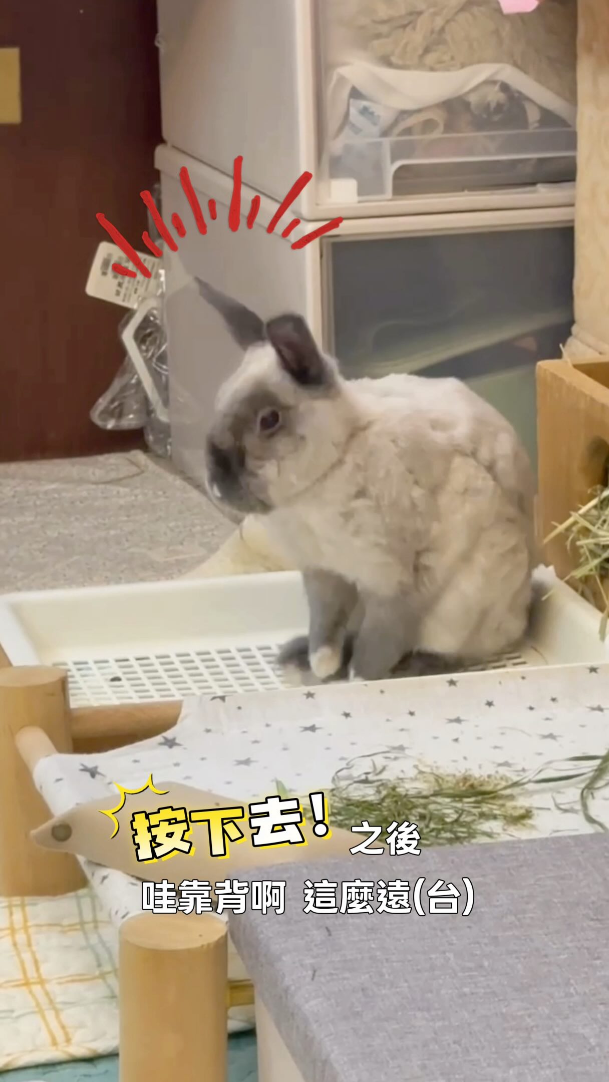 人家本來洗澡洗得正陶醉…
阿公不小心嚇到CO哈哈哈哈哈哈哈
重複看了好幾次都覺得好好笑哈哈哈哈
怎麼會剛好捕捉到那個瞬間🤣🤣🤣
#co哥的日常 #毛孩 #兔寶 縮圖