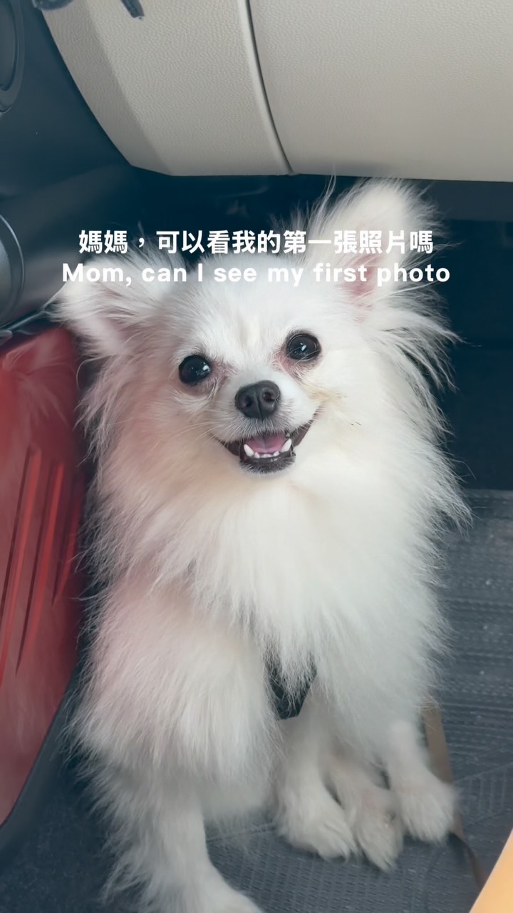 永遠記得第一次見到你的時候🐶
#博美 縮圖