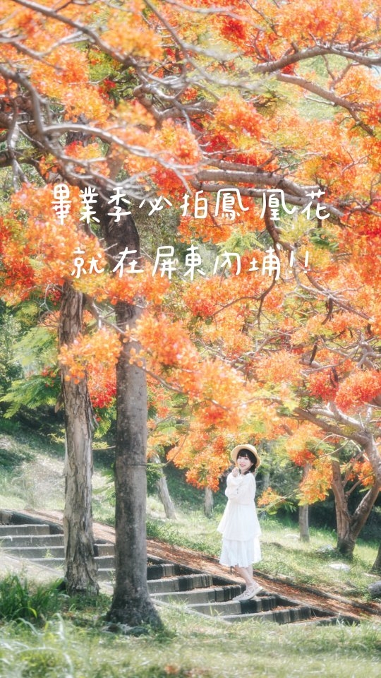 畢業季必拍,超美山景鳳凰花🧡
就在屏東內埔!水門轉運站對面的隘寮溪堤防現在正值大爆發,近百棵鳳凰木綿延將近1公里,滿樹火紅的花海在藍天白雲下開得超張揚!從堤防步道走過去,不只能拍到夢幻的紅色花毯,還能遠眺北大武山的壯麗山景,完全是底片殺手,美到太不真實了🩵🩵🩵
💬這裡規劃了階梯方便走上堤防,拍照超輕鬆!建議可以順便安排一日遊,往旁邊的原住民族文化園區、山川琉璃吊橋或禮納里部落玩過去,吹著屏東涼涼的風,享受最熱情的南台灣夏日風情!
☀️內埔水門轉運站鳳凰花步道 (隘寮溪堤防)
📮地址 屏東縣內埔鄉成功路251號 (水門轉運站對面堤防)
🚌交通 搭乘屏東客運、高雄客運至「水門轉運站」下車,過馬路即抵達
🕑開放時間 24小時戶外全天開放(季節限定:每年 5 月至 6 月花期盛開)
💰費用 免費參觀
🔎 #AA屏東旅行
⛱️追蹤 @aa_travel_tw 看更多景點⛱️
#cityphotography #naturephotography #flowerstagram 鳳凰花 鳳凰木 水門轉運站 隘寮溪 屏東景點 內埔景點 屏東旅遊 台灣旅遊 網美景點 季節限定 旅遊攻略 屏東 內埔 travelgram pingtung pingtungtraveltaiwantravel 縮圖