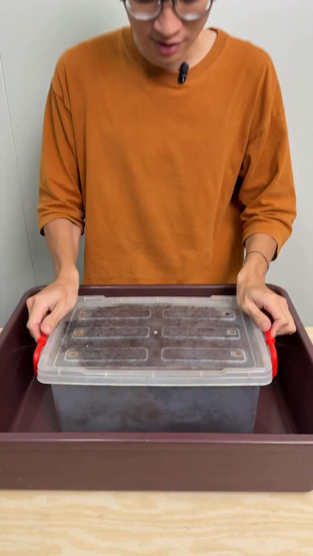 南洋大兜蟲開挖!
最帥的三叉戟進化啦
這次開挖亞特拉斯裡面最大的CAH
近期好多種類都在化蛹
亞克提恩的蛹也是超胖一顆
不要錯過8/27新上市的手遊
@tataadvanture_tw
塔塔冒險隊
滿足收集跟進化的愛好吧
點燈的時候就可以玩遊戲囉!
塔塔冒險隊
猛寵進化YBSG
彈珠寵物養成塔防手機遊戲
#昆蟲 #飼育 #甲蟲 #獨角仙 Chalcosoma 縮圖