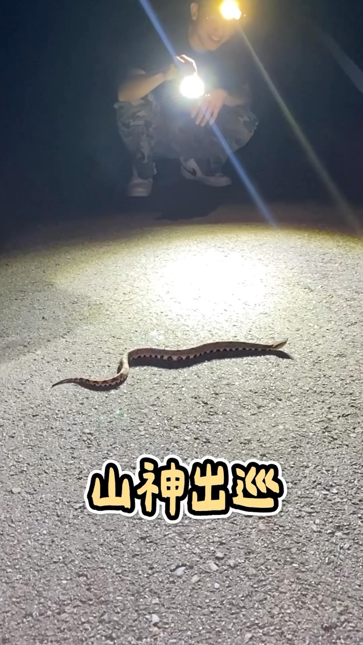 夜晚的大驚喜!
專程南征北跑找不到
結果在最熟悉的山頭遇見他
山神出巡啦!!
遇見獨眼龍百步蛇
#爬蟲 #兩棲類 #夜觀 #蛇 縮圖