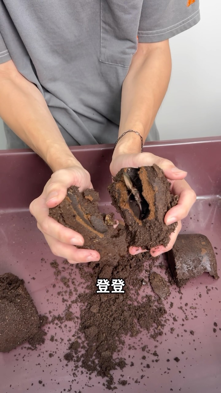 開挖大頭寶寶
非常酷的一種鍬形蟲
每隻顏色還不一樣
很有開寶箱的感覺!
Cyclommatus speciosus anepsius
M島
#甲蟲 #昆蟲 #飼育 #鍬形蟲 縮圖