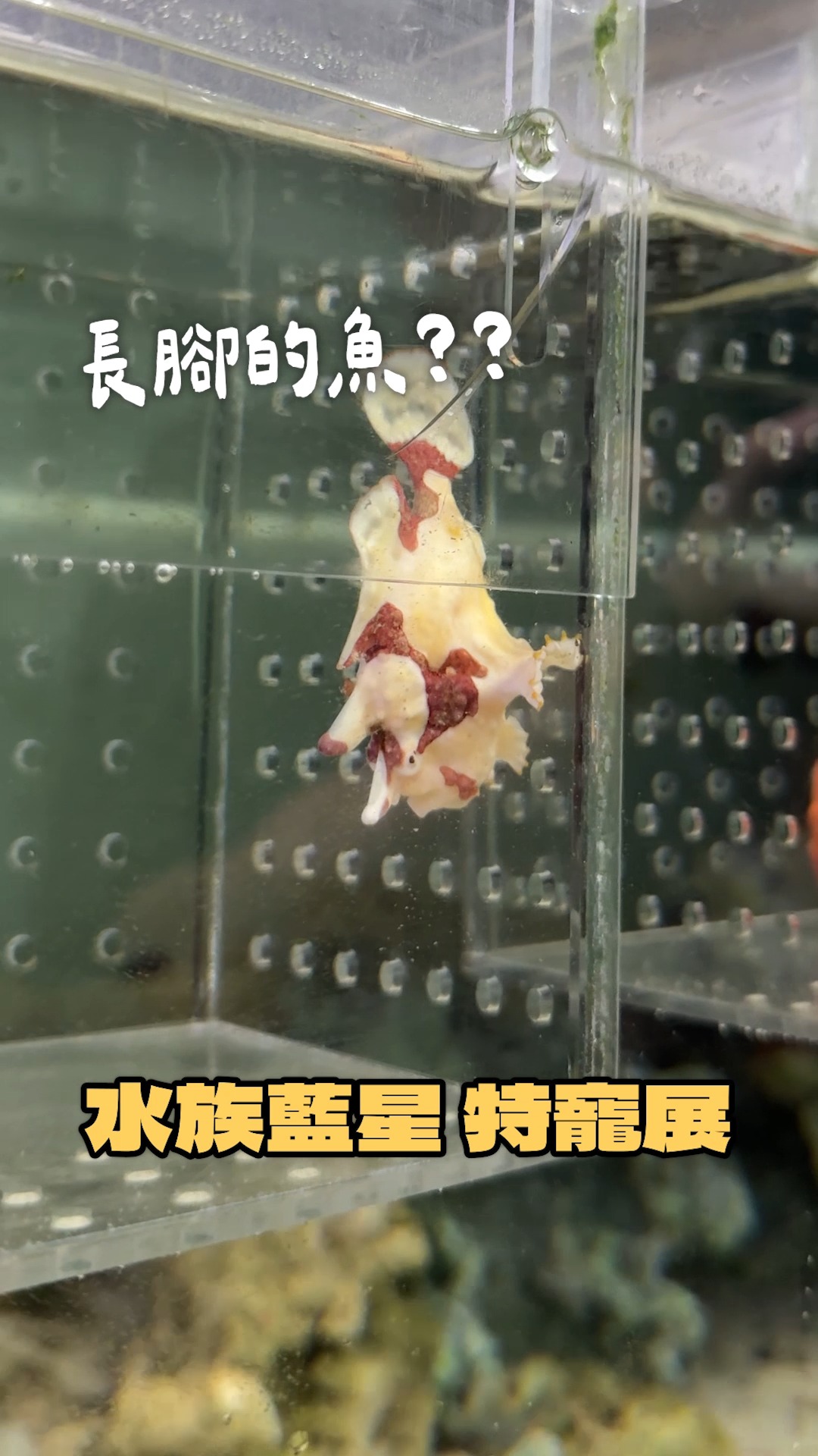 🐟 水族藍星・水族特寵展 🦎
2026/9/19-9/20 台中世貿二館
魚群、珊瑚、爬蟲、昆蟲、植物還有各種讓人忍不住停下腳步的有趣事物一次在台中世貿二館集合。
現場集結豐富的水族與生態主題
從水族、爬蟲、昆蟲,到園藝、手作與各式特色品牌,
一次逛遍不同領域,發現更多有趣的生態世界!
🐠 看海洋生物、逛特色攤位
🦎 認識爬蟲與特寵
🪲 探索奇妙昆蟲
🌵 植物園藝 × 手作選物
🌿 好逛、好玩,也能找到屬於自己的小驚喜!
不論是喜歡水族、生態、特寵
還是單純想找個適合全家一起逛逛的週末行程
都別錯過這場充滿海洋與生活氣息的首屆展會!
🐟 水族藍星・水族特寵展
📅 2026/9/19-9/20
📍 台中世貿中心二館
(台中市西屯區天保街60號)
🎫 KKTIX 線上購票
https://taiwanreptilefestival.kktix.cc/events/taiwanreptilefestival-copy-4
(IG 主頁、FB 留言處都有連結✨) 縮圖