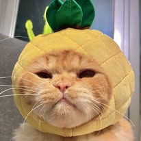 樂咖 Loca Instagram 創作者頭像