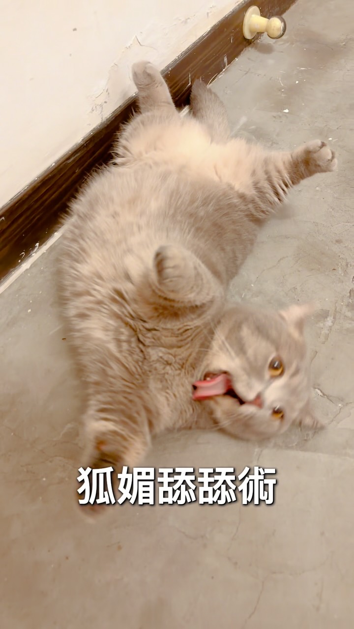 誰能敵擋我的狐媚舔舔術！

#樂基小屁股
#曼赤肯
#短腿貓
#munchkin 
#britishshorthair 縮圖