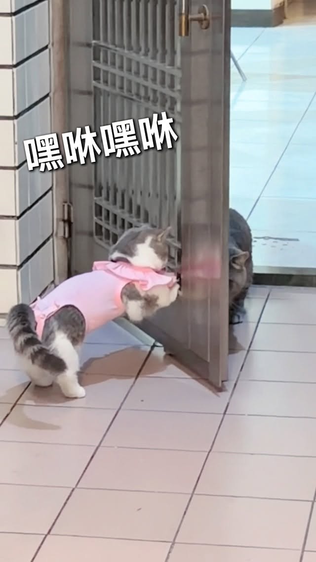 💁🏻‍♀️腦迴路跟不上行動力…

#樂米小淘氣
#樂基小屁股
#短腿貓
#曼赤肯
#munchkin 縮圖
