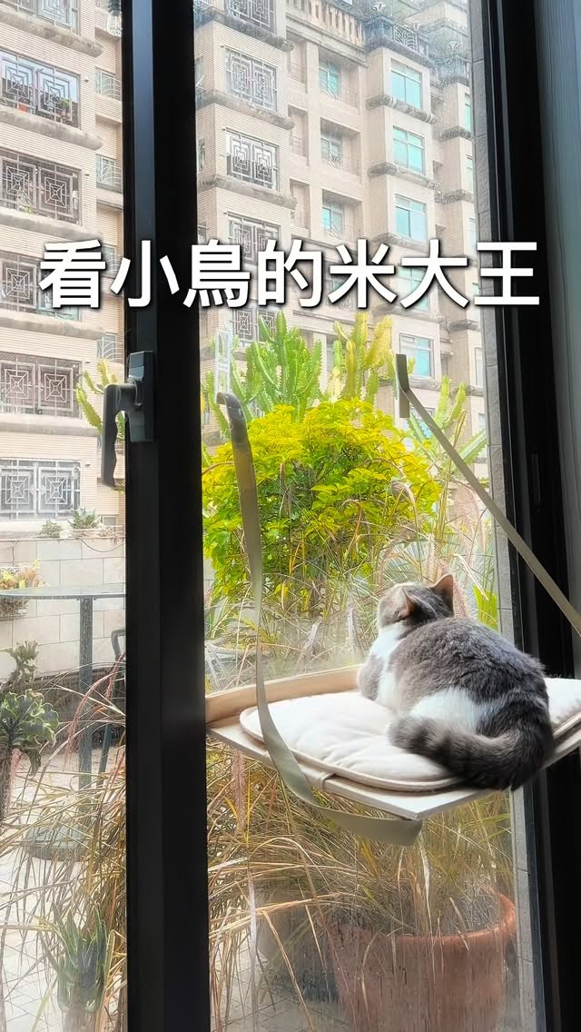 白頭翁築巢開始就沒給三貓到露台了。
胖基跟咖咖是單純會好奇，
但屁米就是有種要跟鳥爸媽輸贏的氣勢。
😆所以通通只能隔窗看。
終於他們只要再忍兩週就好啦。
可愛的小菜雞快畢業囉！
六字頭菜雞幼兒園第一屆～加油～

#樂米小淘氣
#曼赤肯 
#munchkin 
#白頭翁 
#幼鳥 縮圖
