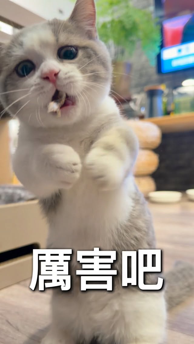 ( ˶´⚰︎`˵ ) 吃零食吃零食！

#樂米小淘氣
#曼赤肯 #munchkin #短腿貓 #britishshorthair 縮圖