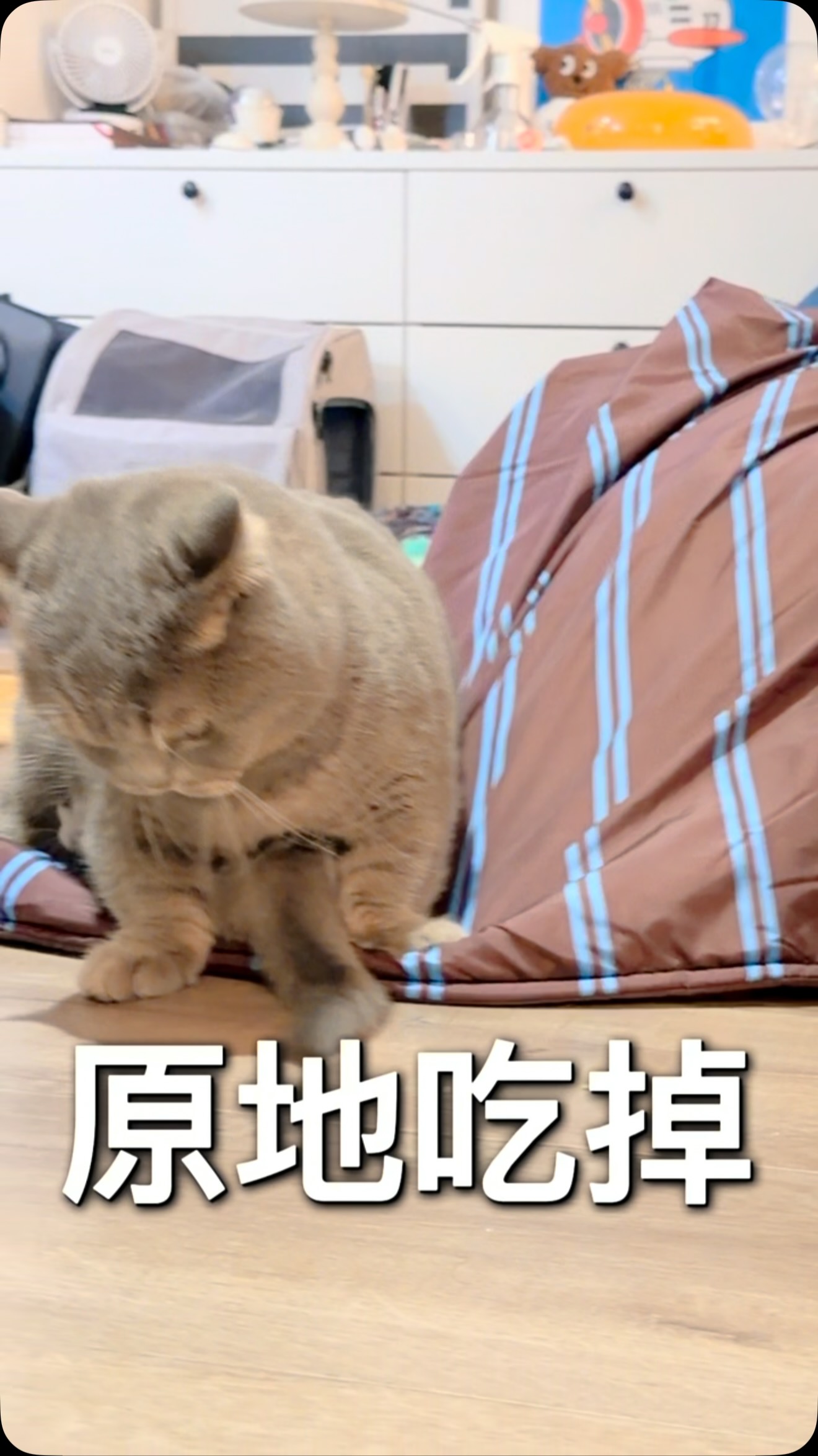 這個遊戲沒有貓咪受到傷害

#樂基小屁股 
#樂米小淘氣 
#曼赤肯 #munchkin #短腿貓 縮圖