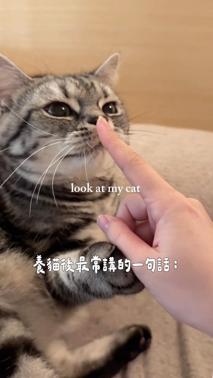 養貓後最常跟朋友說的一句話:你看我的貓⋯ 縮圖