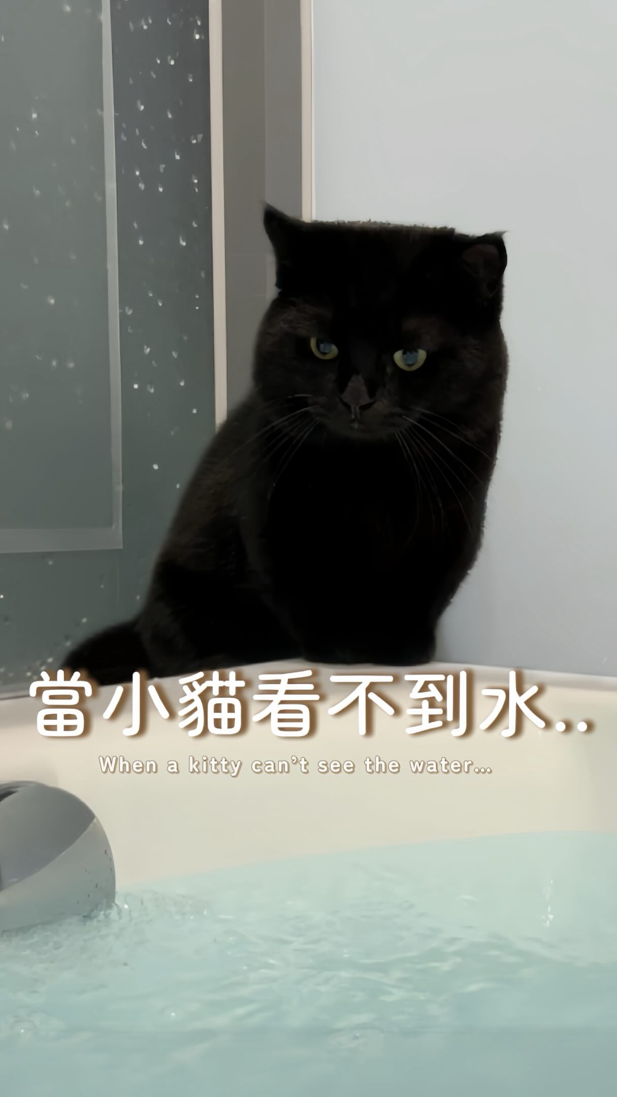 嚇壞我了!浴缸邊的小熊出沒
#歐洛ollo #catshower #blackcatlove #watercat #catofinstagram 縮圖