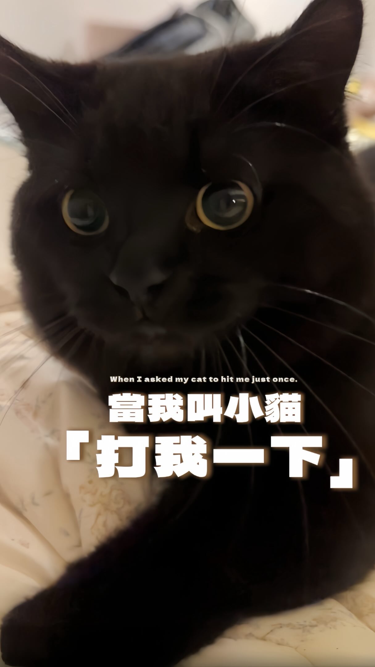 難得馬麻提出這種要求,咪照辦😼!
#歐洛ollo #blackcatsofinstagram #blackcatlove #catofinstagram 縮圖