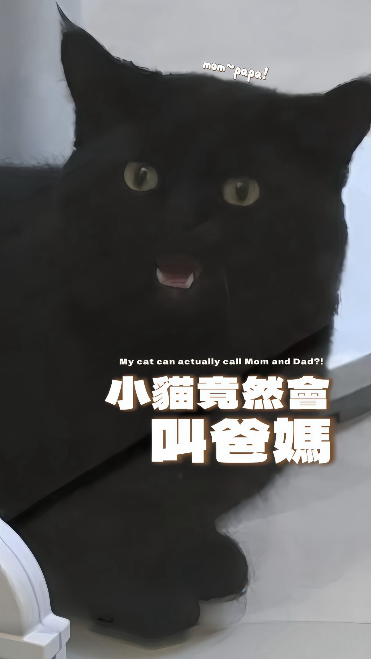 你有想過你們家貓貓開口叫你爸媽的瞬間嗎…(感動)
#歐洛ollo #blackcatsofinstagram #blackcats #catofinstagram 縮圖