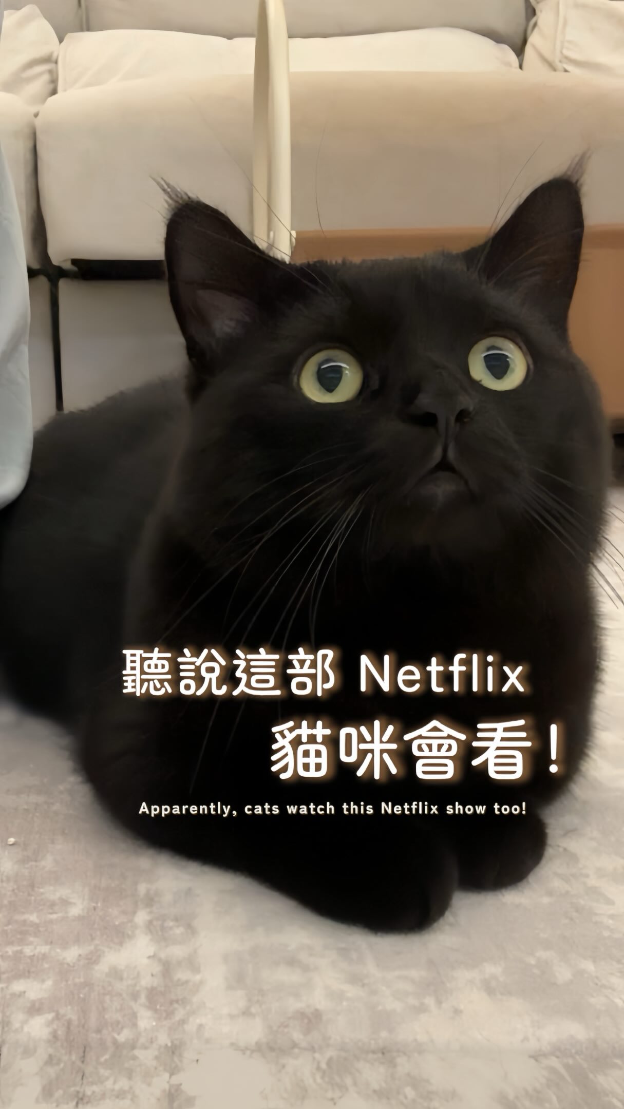 第一次嘗試讓歐洛變成電視兒童 成功🫶🏻
#歐洛ollo #blackcatsofinstagram #catofinstagram #cutecat #cattv 縮圖