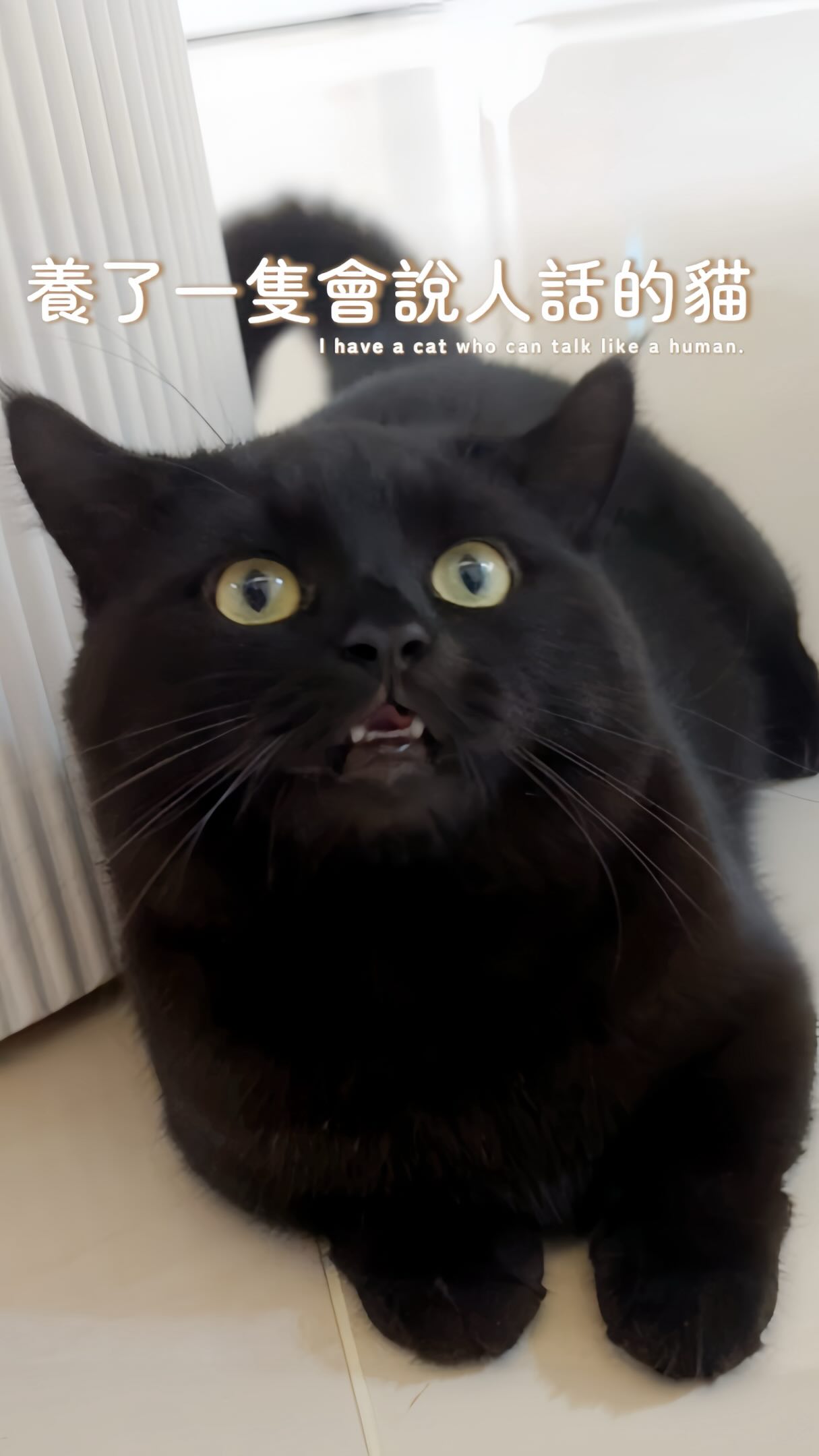 趁這小貓開學去上課了 來偷發他…😛
#歐洛ollo #blackcatsofinstagram #catofinstagram #catstalking 縮圖