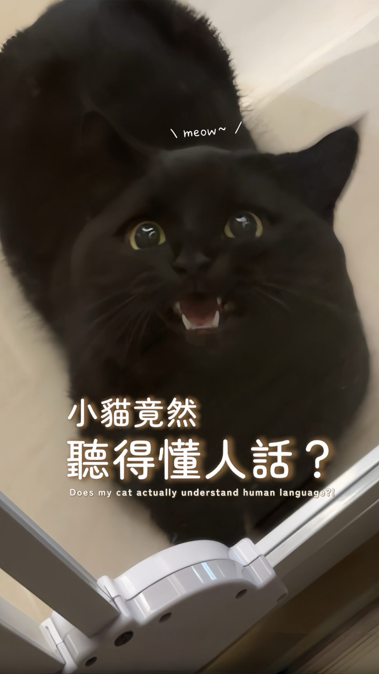 我叫你喵 你還真的喵….🫨
#歐洛ollo #blackcatsofinstagram #catofinstagram #catlove 縮圖
