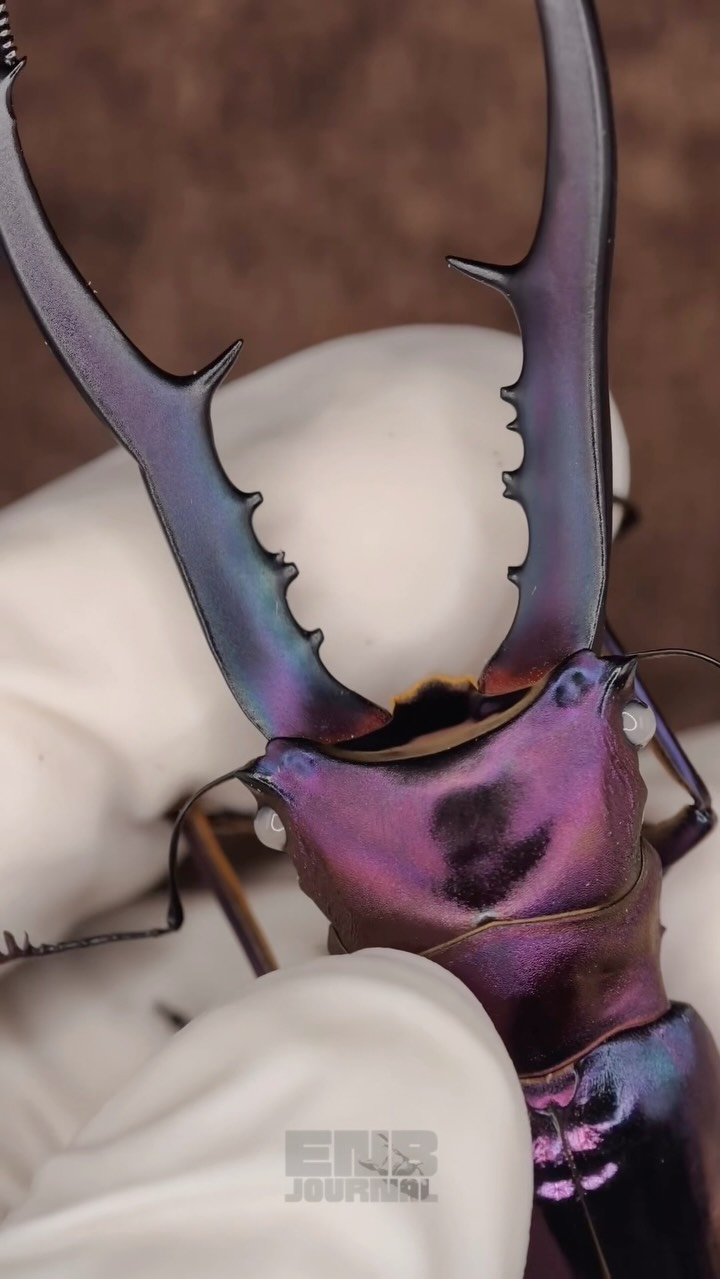 Blue-purple metallic stag beetle 🪲 肖想許久的藍紫色美他力佛細身赤鍬形蟲🔵🟣 縮圖