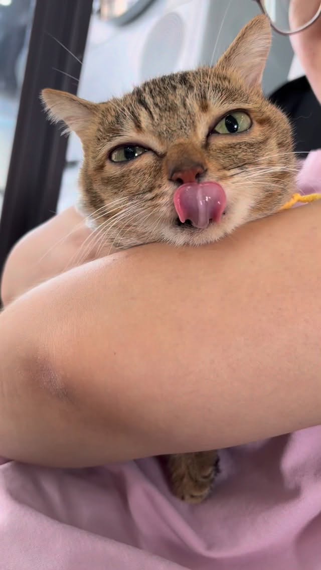 My love #酷毙了妹妹 #猫咪日常 #kitten #萌宠出道计划 #cat 縮圖