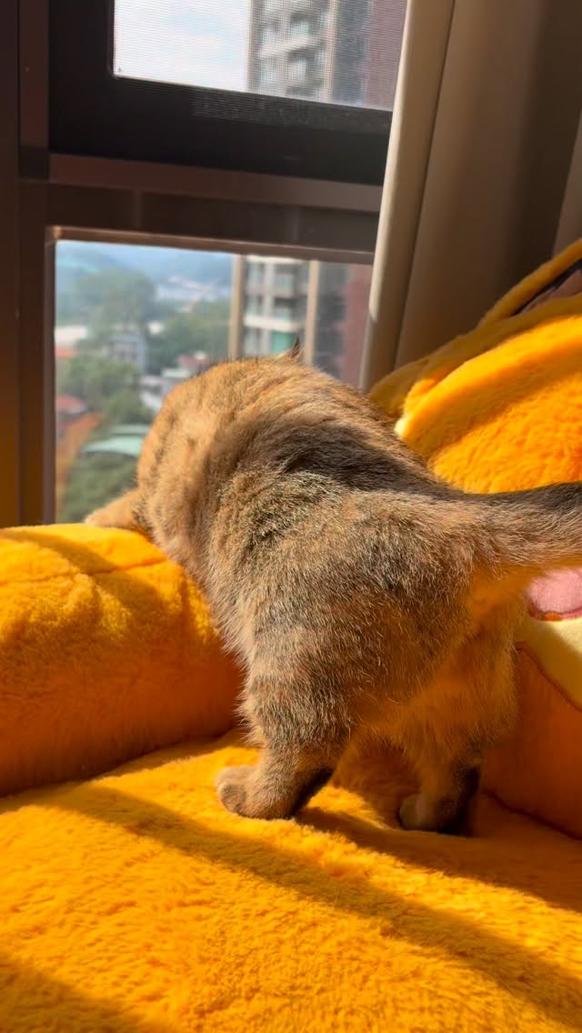 新地方晒太阳🌞#酷毙了妹妹 #猫咪日常 #萌宠出道计划 #萌宠 #kitten 縮圖