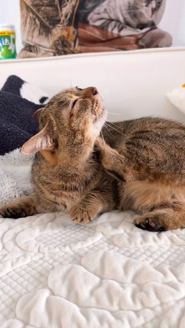 上头🦶#酷毙了妹妹 #猫咪日常 #kitten #猫咪 #萌宠 縮圖