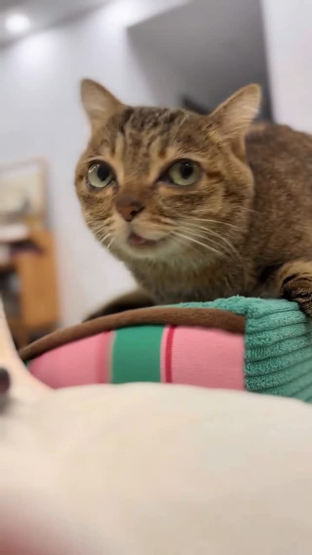 meimei!#酷毙了妹妹 #猫咪日常 #萌宠出道计划 #猫咪 #养猫日记 縮圖