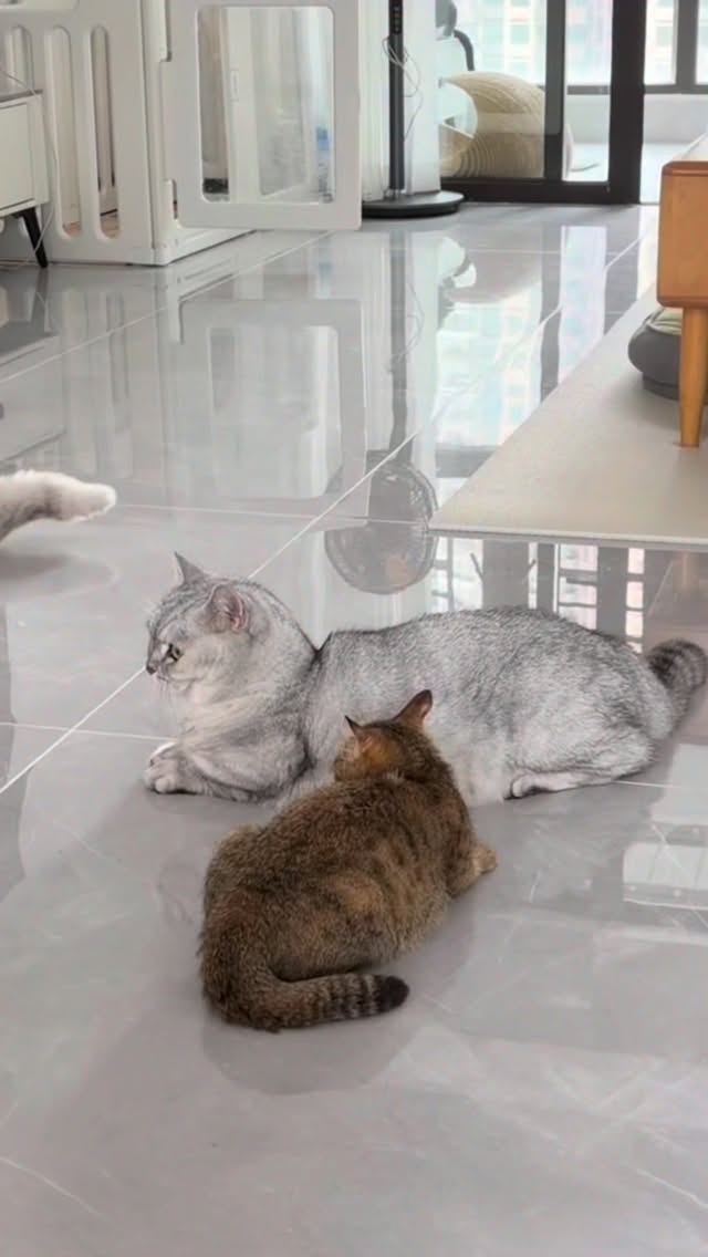 挑战💪#酷毙了妹妹 #猫咪日常 #萌宠出道计划 #kitten #猫咪 縮圖