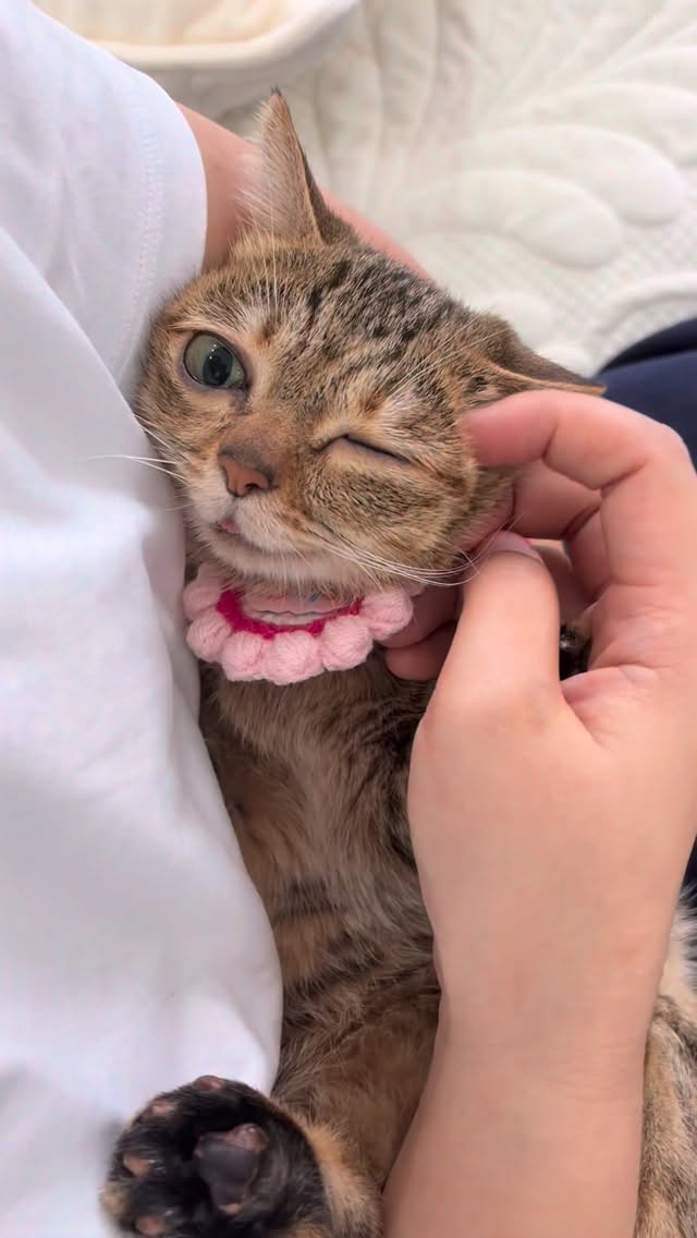 #酷毙了妹妹 #猫咪日常 #萌宠 #cat #cutecat 縮圖