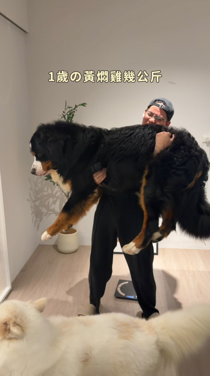 你們猜剛滿一歲的黃燜雞🐻幾公斤！🐾✨🤭 縮圖