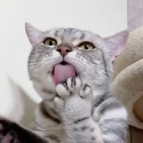 鈴鈴一家｜三貓一寶療癒你 Instagram 創作者頭像