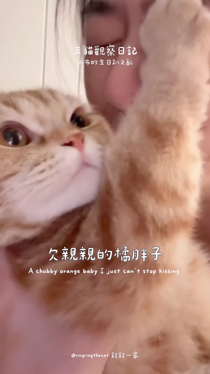 追蹤鈴鈴一家看更多🧡橘胖子與🩶灰胖子日常🐈
🤎小蜜表示:沒人在乎橘胖子的生日好嗎 縮圖