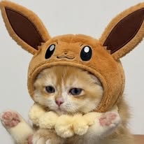 Eevee 伊布 Instagram 創作者頭像
