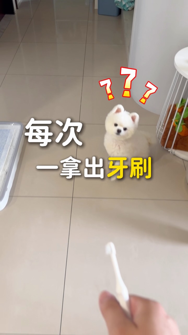 養狗後才發現
狗狗一看到牙刷,真的會跑給你追😅
其實不是牠們討厭刷牙,
而是不習慣嘴巴被觸碰。
所以不用一開始就急著刷牙,
而是先幫狗狗建立「好的刷牙體驗」
這次分享的是 @littlepoppet.tw 潔牙套組
🦴 潔牙玩具
我會搭配潔牙凝露或零食一起使用,
讓麻糬一邊玩、一邊啃,
慢慢適應嘴巴被碰觸的感覺。
✔ 可搭配潔牙凝露或零食,提高狗狗互動意願。
✔ 柔軟凸點設計,啃咬時可按摩牙齦,幫助帶走食物殘渣。
✔ 升級版採用天然橡膠材質,搭配高密度刷毛設計,並推出 S 尺寸,適合更多體型的毛孩。
(每隻狗狗個性不同,如果家裡毛孩很抗拒刷牙,我覺得可以試試看。)
🪥 寵物牙刷
有多種款式可以依需求選擇:
✔ 臼齒軟毛牙刷:極小刷頭搭配柔軟刷毛,適合口腔敏感的毛孩,也更容易清潔後排臼齒。
✔ 護齦軟毛牙刷:柔軟刷毛搭配刷舌設計,可同時清潔牙齒與舌苔。
✔ 迷你平頭牙刷:小巧刷面,適合牙縫及局部加強清潔。
✔ 護指防咬牙刷:套指式防咬設計,讓刷牙時操作更安心。
🧴 寵物益生菌酵素潔牙凝露
有雞肉、鮭魚、花生三種口味,
添加天然水果酵素、乳鐵蛋白及口腔益生菌,
幫助維持口腔清潔。
另外也添加抗菌配方,
幫助維持口腔健康環境,
每天刷牙時搭配使用更安心。
🍪 潔牙脆脆餅
台灣手工製造,
添加酵母鋅、海藻粉、維生素 A 及蔬果酵素,
幫助維持口腔健康。
平常除了可以當作刷牙後的小獎勵,
也可以放進潔牙玩具裡,
增加啃咬的樂趣。
我一直都覺得,
刷牙不用一開始就要求刷得多乾淨。
比起勉強牠刷完,
我更希望麻糬願意一次比一次更配合。
因為只有願意持續刷,
口腔保養才能真的做得長久💛
有興趣的話可以到這邊看看👇
🔗 https://littlepopet.com/pompom
輸入折扣碼 「pompom」 還可以享優惠✨
#寵物 #寵物潔牙 #寵物牙刷 縮圖