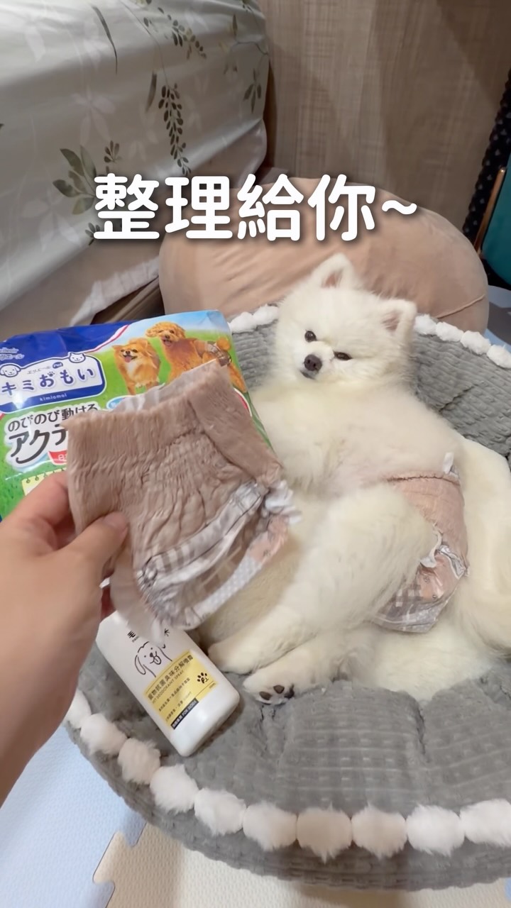 養狗後才發現,
有些在家能接受的行為,
只要帶去別人家,
瞬間就會變得很有壓力。
尤其到了陌生環境,
就算有先準備尿墊,
狗狗也不一定會乖乖配合定點尿尿。
所以像這種時候,
我自己就會先幫麻糬準備
日本大王 Kimiomoi 穿戴式尿布。
我自己覺得很不錯的是:
✔ 日本唯一褲型設計
✔ 彈性調整設計,比較不容易移位
✔ 4 段尾巴孔可依尾巴粗細調整
✔ 麻糬穿著活動也不太有負擔
✔ 外型穿起來也很好看
另外,遇到突發狀況,
或是帶狗狗去別人家作客時,
我也會再搭配
@paws_wellness_official 寵物抗菌臭味分解噴霧。
不只是噴地面而已,
像狗狗身上、腳腳、屁屁,
還有尿墊、便盆、玩具上都可以使用。
我自己喜歡它的地方是:
✔ 幫助去除異味
✔ 兼具抑菌效果
✔ 抗菌率達 99.8%
✔ 外出或臨時遇到狀況時,使用很方便
對我來說,
不是等事情發生了才手忙腳亂,
而是先把那些容易尷尬的小狀況,
提前處理好。
如果你家毛孩平常外出、去別人家的時候,
你也會擔心這種突發狀況,
留言「雙重保障」
我把這兩款整理給你。
購買通路:
中化健康生活+|momo|蝦皮
#日本大王 #尿布 #臭味分解噴霧 #狗狗 縮圖