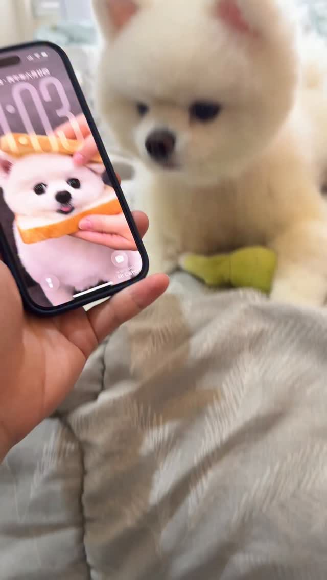 如果你手機裡也都是毛孩的照片
這個真的要試一下😍
我最近拿麻糬的照片去玩AI CATCH
只要放一張照片進去,
就可以做出不同風格的寵物寫真,
可愛到我直接拿來當手機桌布🤍
而且裡面還有很多不同的效果可以玩~
最後越做越多張,完全停不下來😂
照片還可以印出來收藏,
快拿你家毛孩的照片去試試看吧💕
@aicatchapp @aicatch_vip2
#aicatch #寵物 #狗狗 #寵物寫真 縮圖