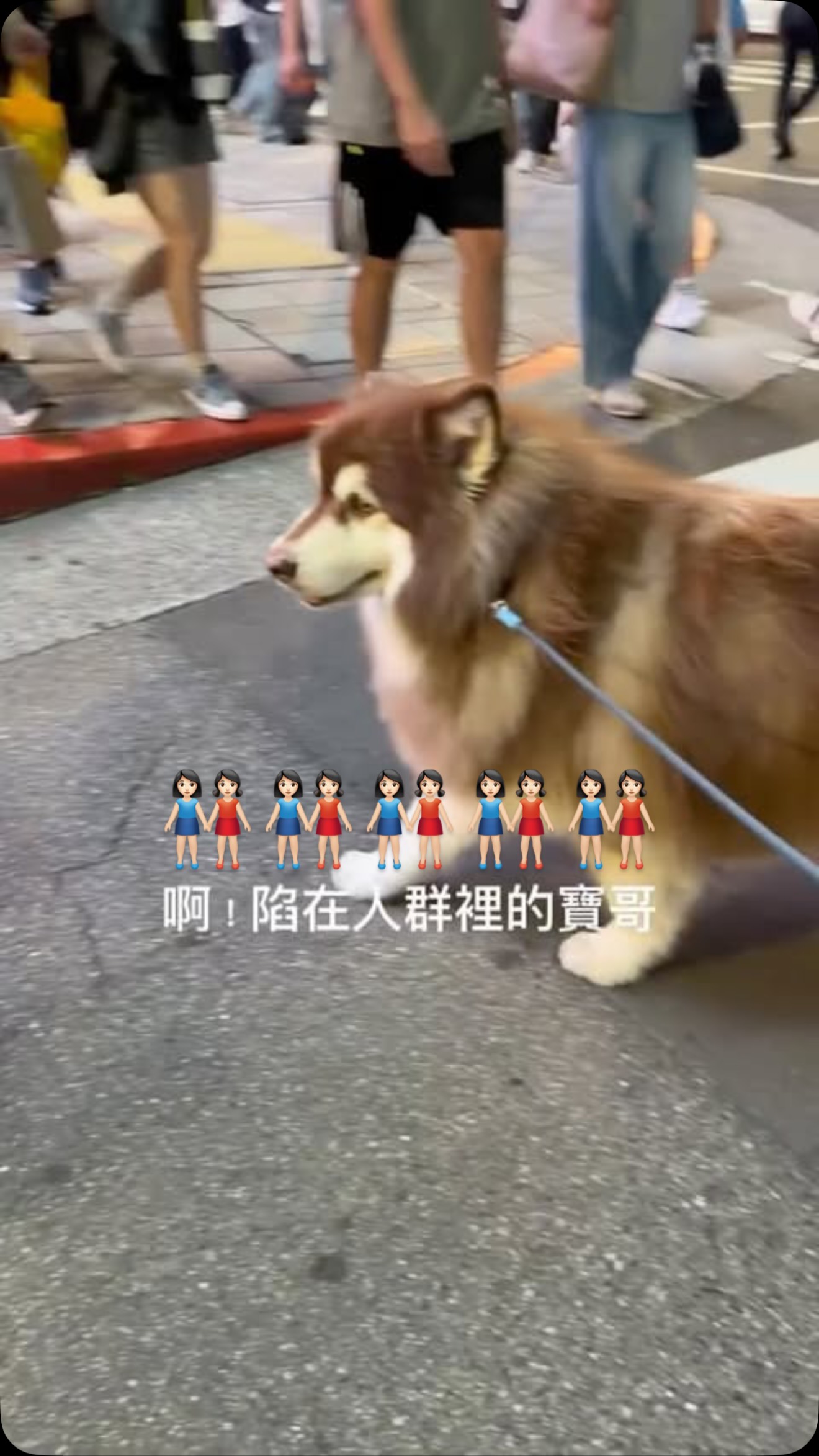 被人潮淹沒的寶哥有點不知所措,索性就勇往直前了^_^
#阿拉斯加雪橇犬 #alaskanmalamute 縮圖