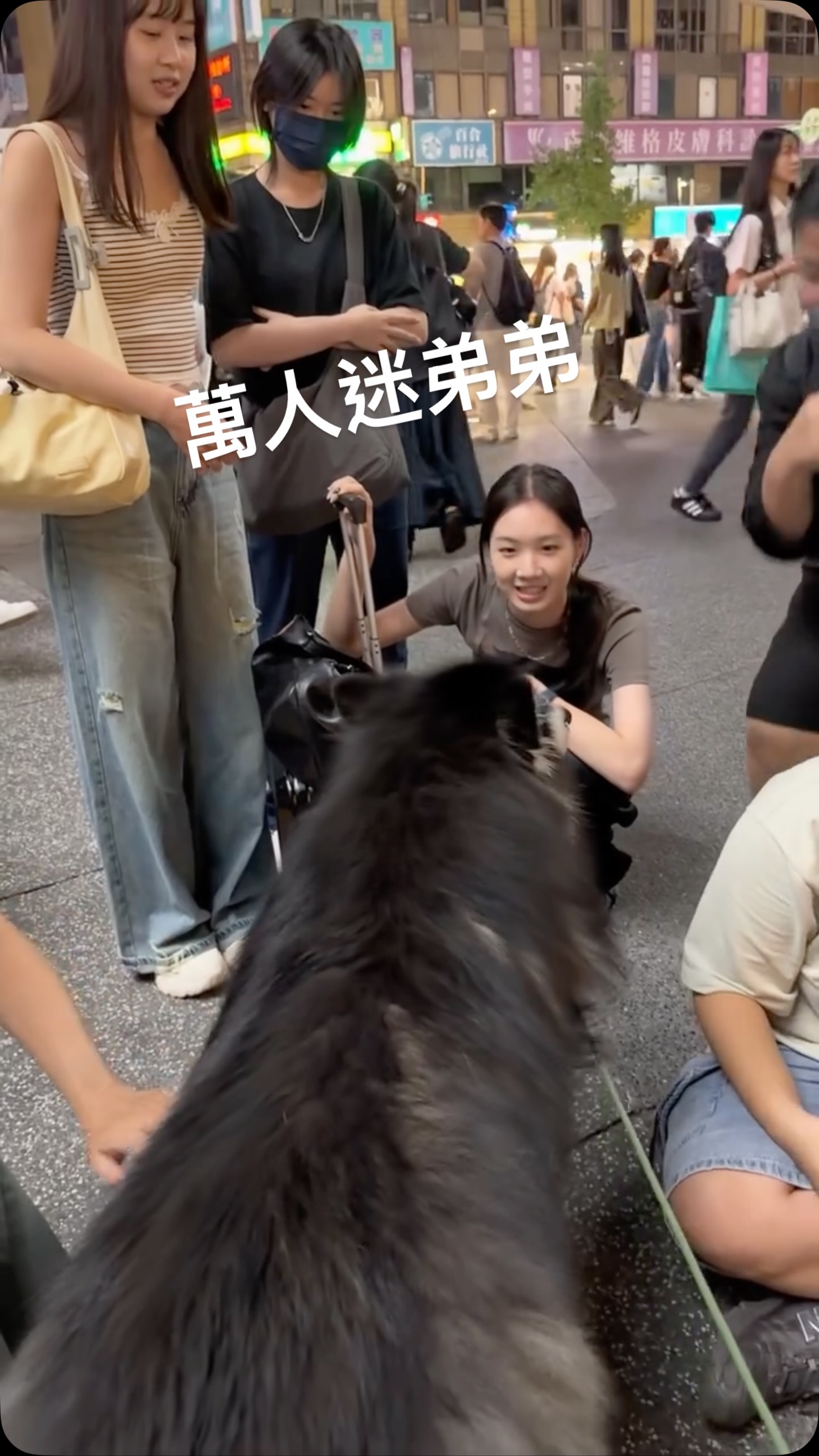我的男模弟弟財寶。真的是靠顏值取勝!在中山商圈直接被姊妹們包圍了⋯
#天生名模
#阿拉斯加雪橇犬
#alaskanmalamute 縮圖